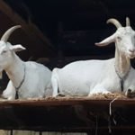 hacer-original-amsterdam-Goatfarm-2