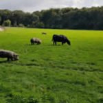 hacer-original-amsterdam-Goatfarm-4