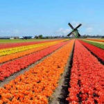 Bollenstreek