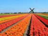 Bollenstreek y los tulipanes