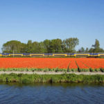 visitar-Bollenstreek